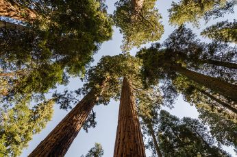 Giant_sequoias_in_Sequoia_National_Park_2013